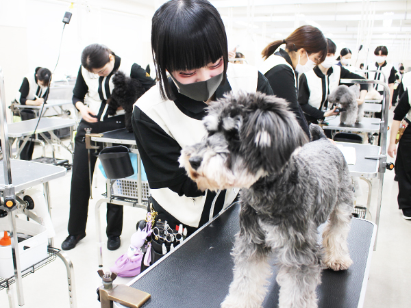 モデル犬とトリミング実習！